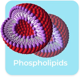 Phospholipids